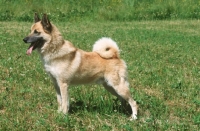 Picture of Halleforshund, side view, rare Swedish breed
