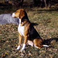 Picture of hamiltonstovare in sweden, sitting