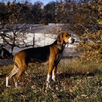 Picture of hamiltonstovare standing on grass