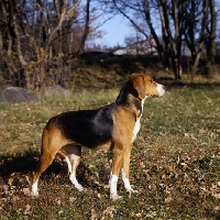 Picture of hamiltonstovare standing on grass