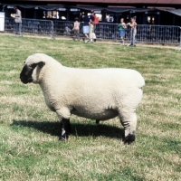 Picture of hampshire down sheep at show