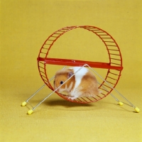 Picture of hamster in unsuitable exercise wheel