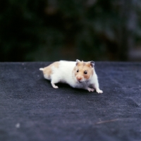 Picture of hamster looking alert
