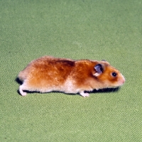 Picture of hamster side view