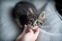 Picture of hand scratching maine coon kitten's chin