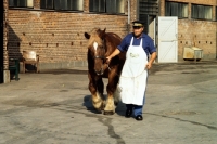 Picture of handler from brewery leading jutland horse at carlsberg brewery copenhagen