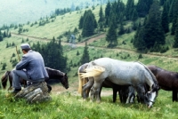 Picture of handler from piber watches over lipizzaner colts at stub alm