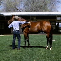 Picture of handler grooming thoroughbred wajima at spendthrift farm, kentucky