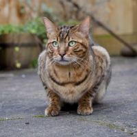 Picture of handsome Bengal cat sitting in garden