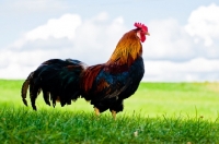 Picture of Handsome Brown Leghorn Rooster with green grass and sunny blue sky and clouds.