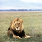 Picture of handsome lion lying on grass in amboseli national  park 