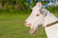 Picture of handsome white Saanen Billy goat