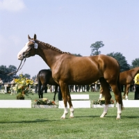 Picture of Hanoverian at a show and auction at Verden