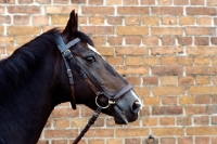 Picture of hanoverian at celle, portrait