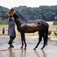 Picture of Hanoverian being hosed down at Celle