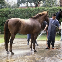 Picture of Hanoverian being hosed down at celle