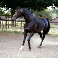 Picture of hanoverian horse, atlanta in his paddock