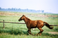 Picture of hanoverian horse cantering