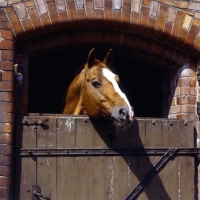 Picture of hanoverian looking over a stable door at celle