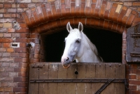 Picture of hanoverian looking over stable door