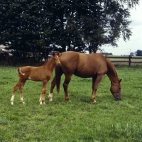 Picture of Hanoverian mare grazing with foal at Celle
