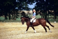 Picture of hanoverian mare ridden by a lady in germany