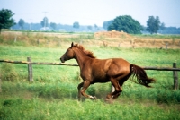 Picture of hanoverian mare running in a field