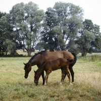 Picture of Hanoverian mare Wilka and foal (by Grafti) grazing with beautiful trees behind