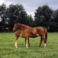 Picture of Hanoverian mare with foal suckling