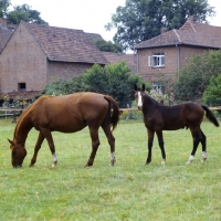 Picture of hanoverian mare with foal, wilka