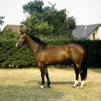 Picture of hanoverian mare