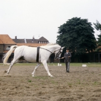 Picture of Hanoverian on lungeing rein at Celle