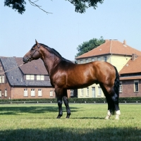 Picture of hanoverian stallion at celle