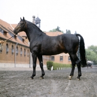 Picture of hanoverian stallion at celle