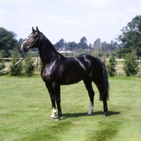 Picture of hanoverian stallion, atlanta