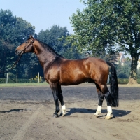 Picture of hanoverian stallion duft 11 at celle