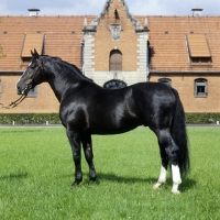 Picture of hanoverian stallion, lombard, at celle