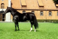 Picture of hanoverian stallion, lombard, at celle 