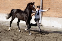 Picture of hanoverian stallion trotting in hand at celle