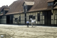 Picture of hanoverian stallion trotting past ancient buildings at celle state stud, germany