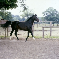Picture of Hanoverian stallion trotting 