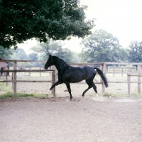 Picture of Hanoverian trotting in his paddock