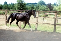 Picture of Hanoverian trotting in his paddock