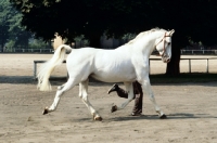 Picture of hanoverian trotting with handler at celle