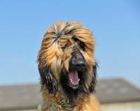 Picture of happy Afghan Hound
