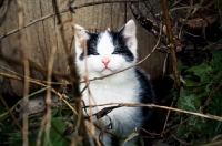 Picture of happy barn kitten playing in shrubs