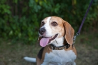 Picture of Happy Beagle with Greenery Background.