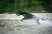 Picture of Happy Beauceron jumping in the water