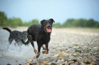 Picture of Happy Beauceron running in a river