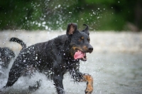 Picture of Happy Beauceron running in a river